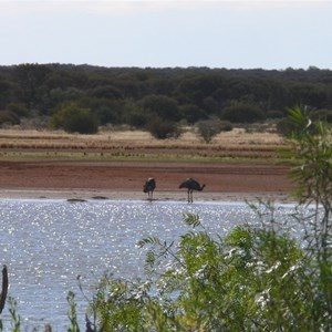 Emus came down to drink