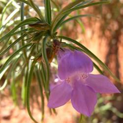 Eremophila
