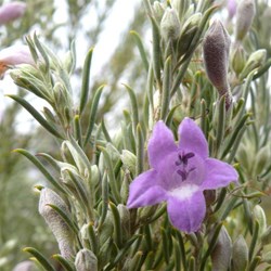 Eremophila