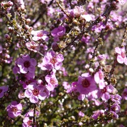 Leptospermum