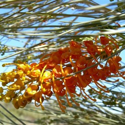 Grevillea juncifolia