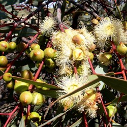 Small mallee in full bloom