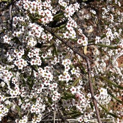 Thryptomene