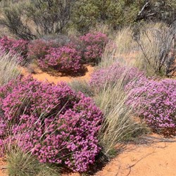 Homalocalyx thryptomenoides