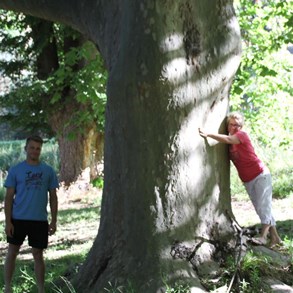 Vik getting to know the biggest Plain Tree we've ever seen