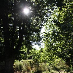 Sun through the trees