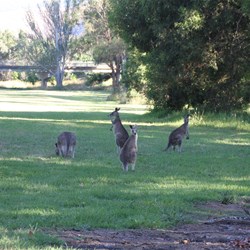 Roos at the grassy reserve
