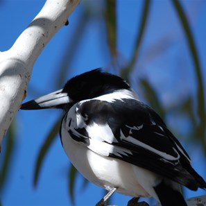 Pied Butcher Bird at Karlamilyi
