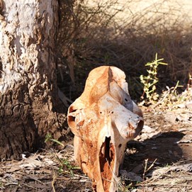 One less feral beastie