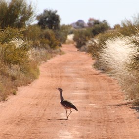 Plains Turkey or Bustard