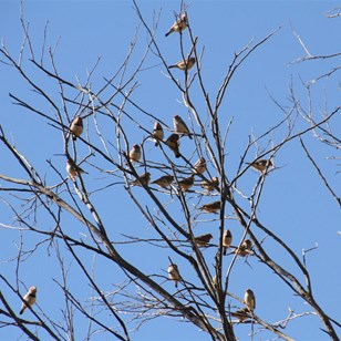 Zebra Finches coming in for a drink