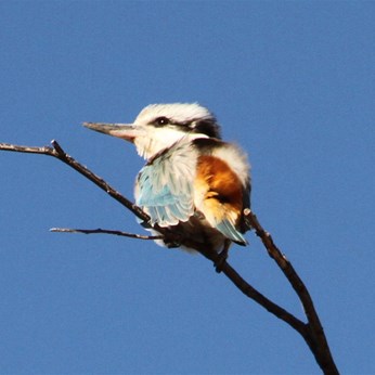 Kingfisher at Tjarra Pool