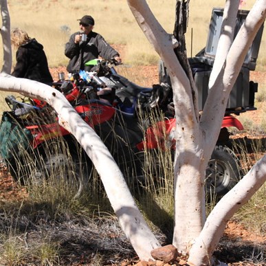 Our Cairn tree of 2010