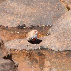 Painted Finch (Emblema pictum)