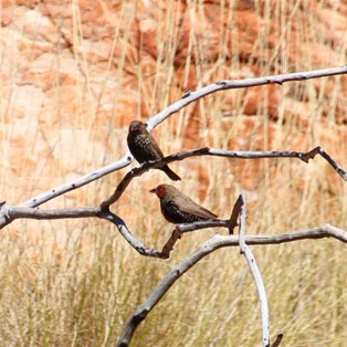 Painted Finch (Emblema pictum)