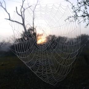 Sunrise reveals some of natures little gems