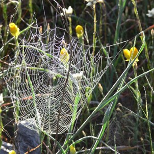 Spiders love flowers