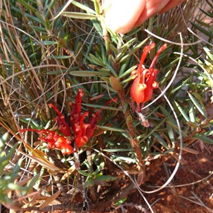 Grevillea