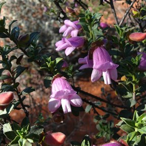 Eremophila
