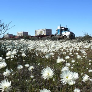 WA - mining and wildflowers