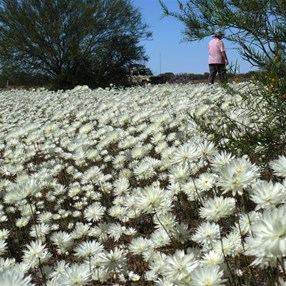 Among some wildflowers at last - Rhodanthe chlorocephala