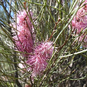 Roadside hakeas made a lovely show