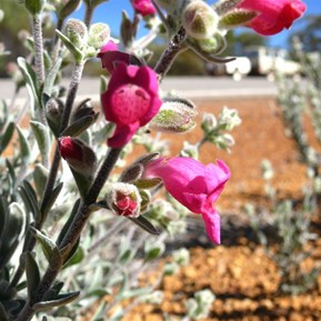 Roadside colour - Pityrodia axillaris
