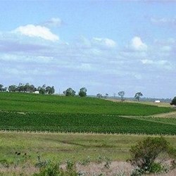Grape Vines on the Hillside