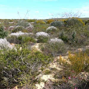 Colourful heathland east of Kalbarri, with grey smokebush