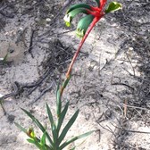 Kangaroo Paw growing in the white sand typical of this area
