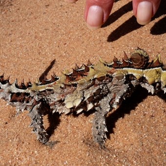 Thorny Devil