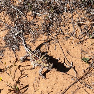 Excellent camouflage