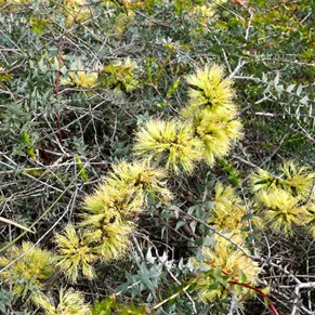 Hardy Melaleuca growing on the cliff tops