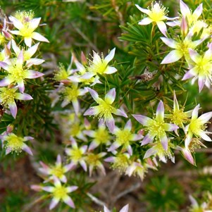 Calytrix