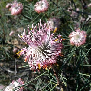 Isopogon or drumsticks