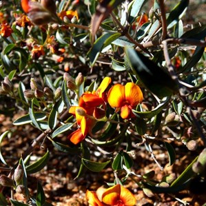A variety of Peas were abundant