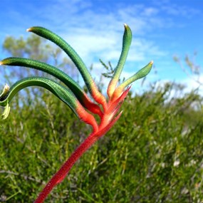 Stunning Kangaroo paws