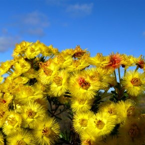 Verticordia or Feather Flower