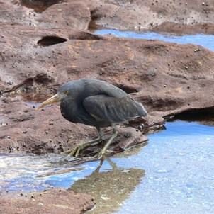 Another kind of patient fisherman
