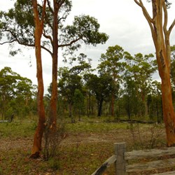 The Angophera is prevalant in the area