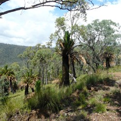 Grass trees enroute to Top Shelter