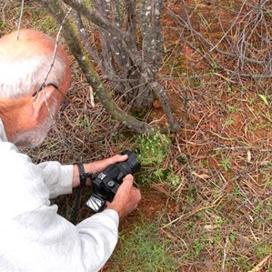 Capturing Greenhoods or Snail Orchids