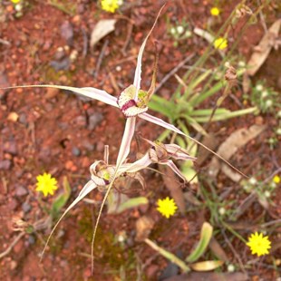 Spider Orchids at Canna Dam