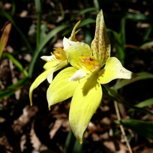 Cowslip Orchid