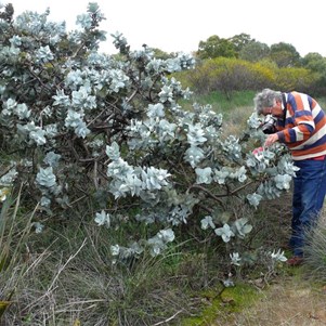 Val admiring Eucalyptus macrocarpa