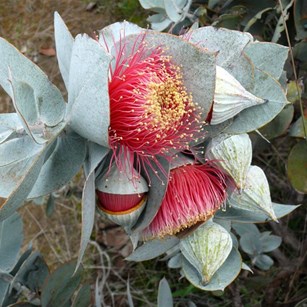 Eucalyptus macrocarpa, the largest Eucalypt flower