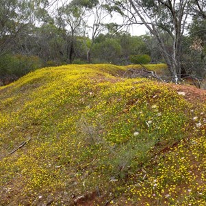 On the Canna orchid trail, a bank covered with everlastings