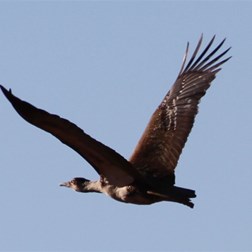 Bustard of the day
