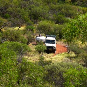 Tucked in among the flowers at Kalanooka Springs