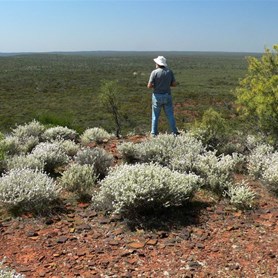 View from the lookout over a sea of mulga